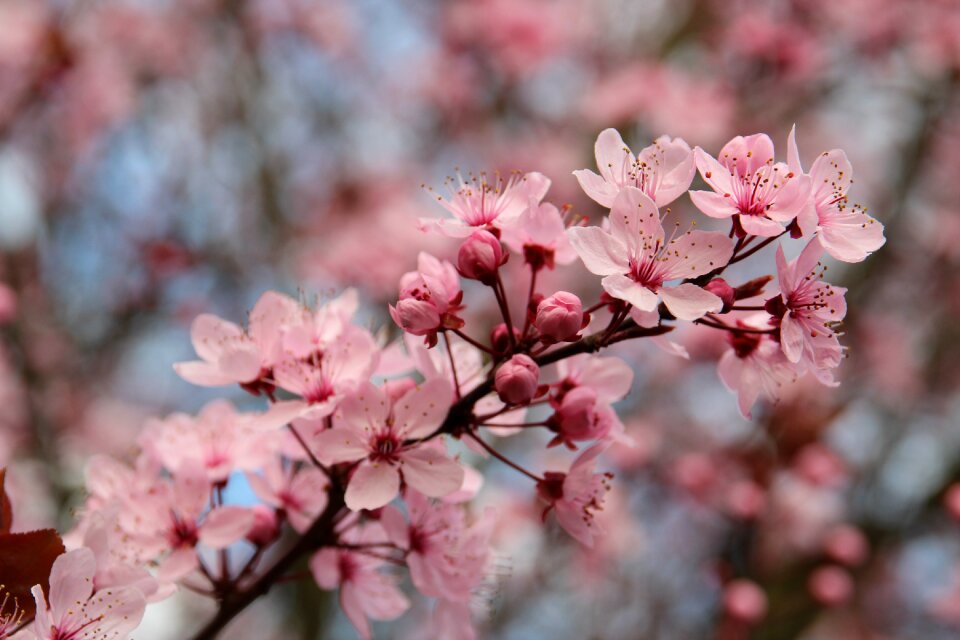 Tree bloom prunus cerasifera