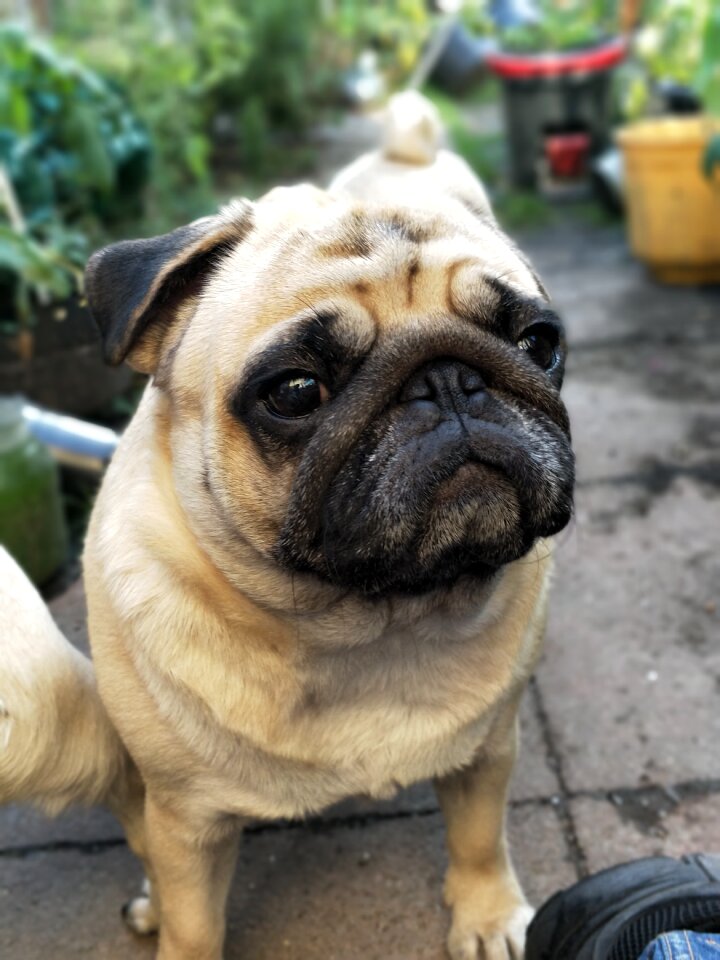 Garden cute waiting