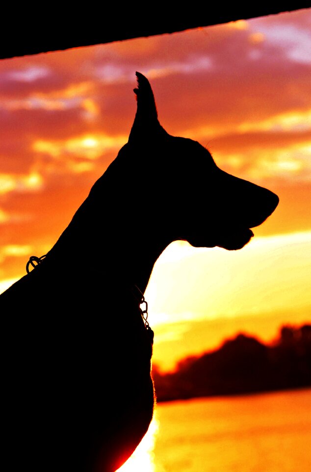 Silhouette sunrise dog