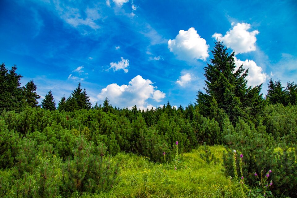 Forest figure landscape