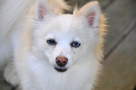 Pet canine animal