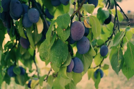 Fruits violet nature