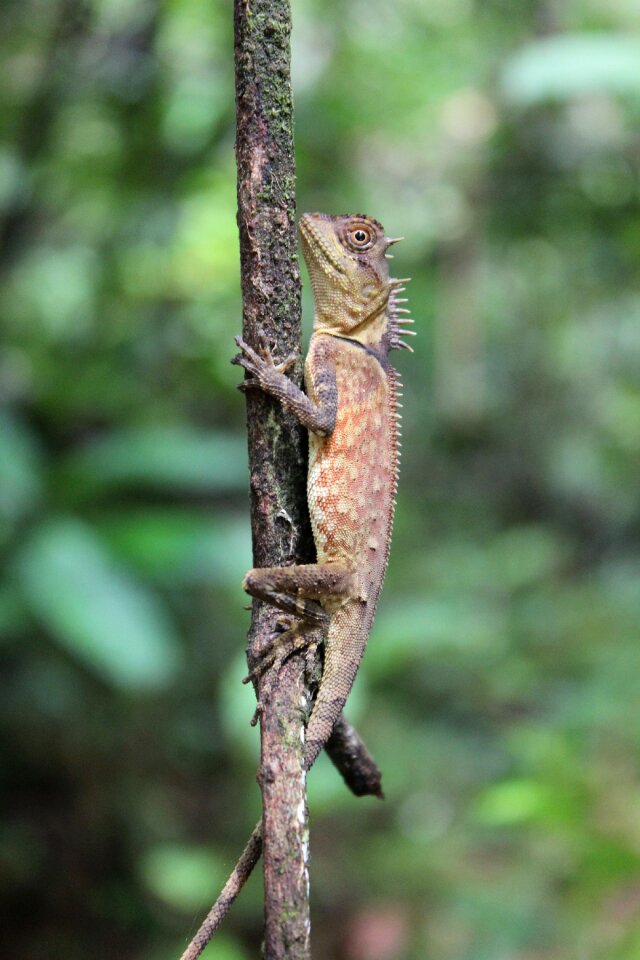 Travel rainforest animal world