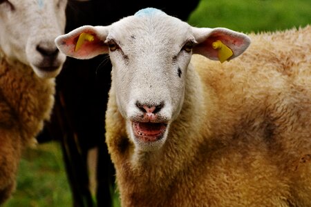 Wool graze nature