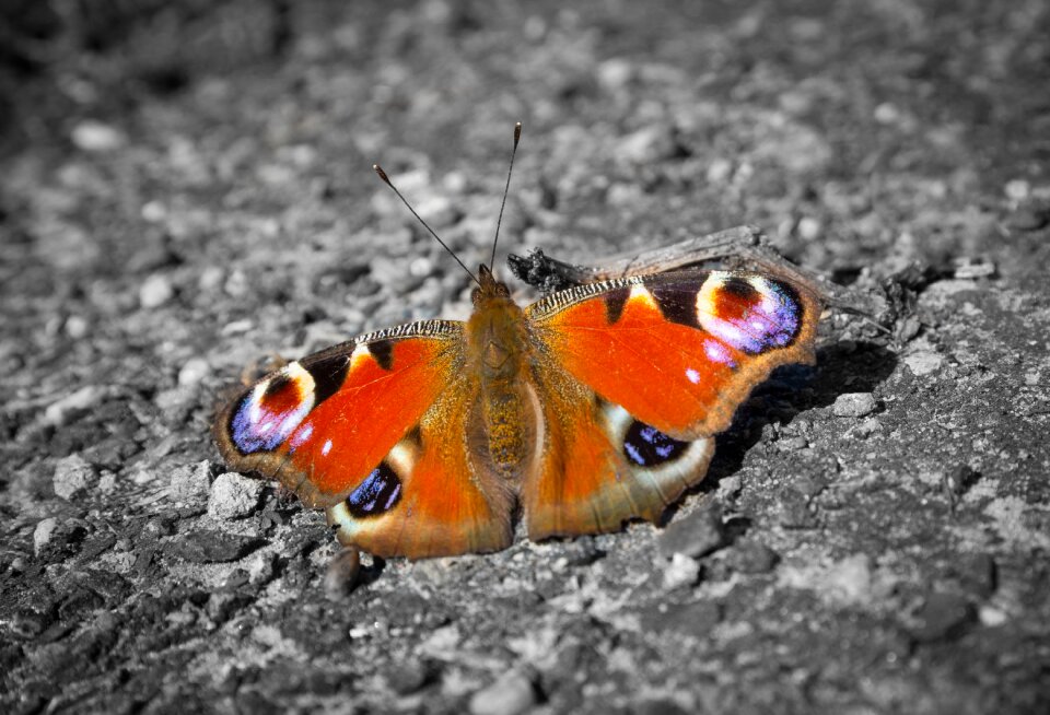 Nature insect summer