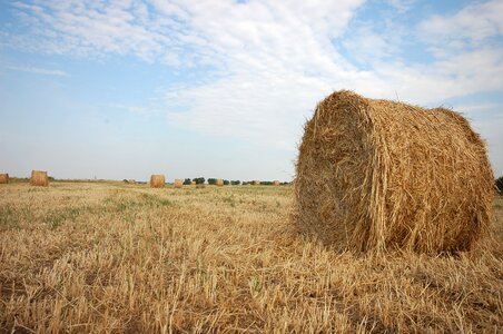 Bales straw bales vista