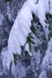 Snow snowy covered branches photo