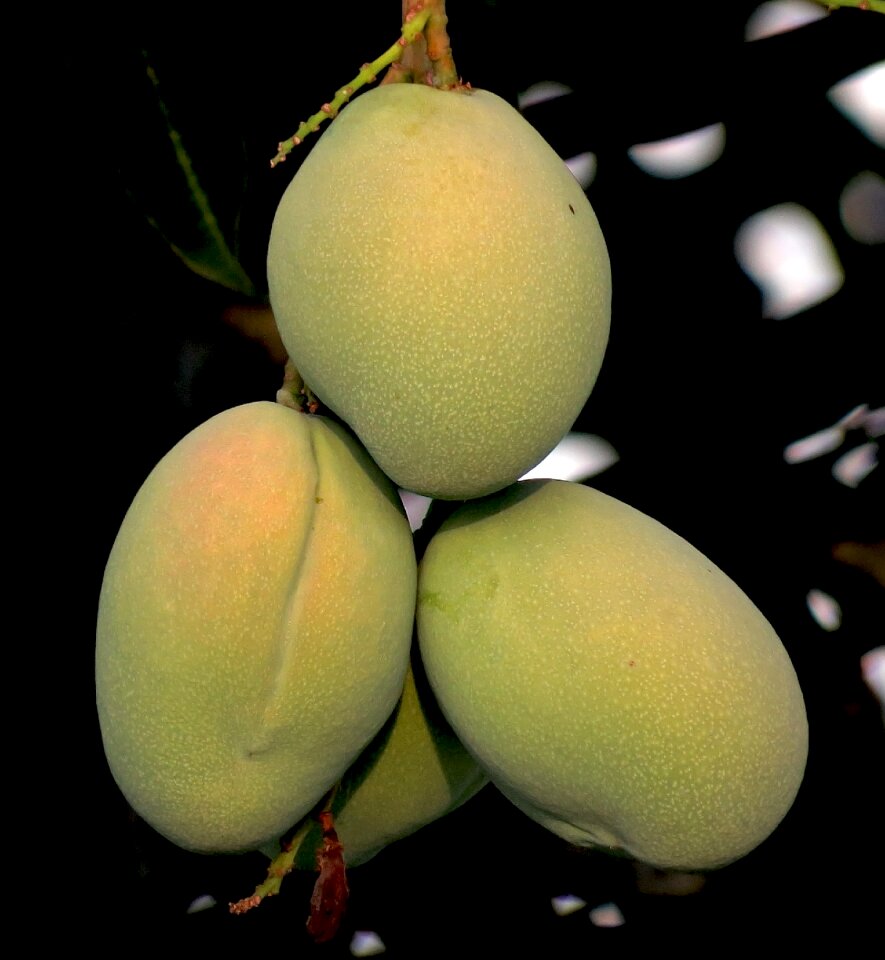 Fresh vitamin color