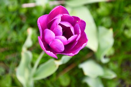 Purple tulip close up photo