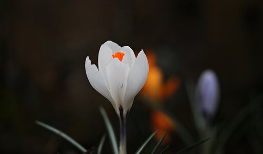 Spring flower white early bloomer