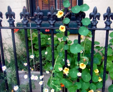 Front garden Paddington Sydney