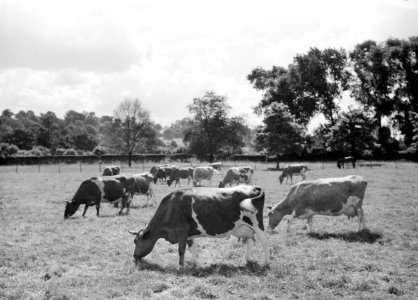 Friese roodbonte en zwartbonte koeien in de wei omzoomd door bomen, Bestanddeelnr 255-8815