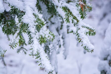Aesthetic conifer snowy photo