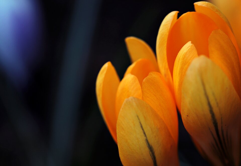 Spring flower early bloomer bühen photo