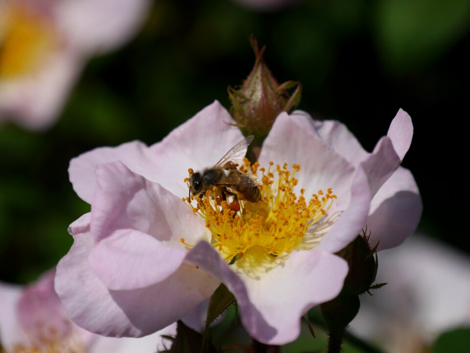 Bee blossom bloom