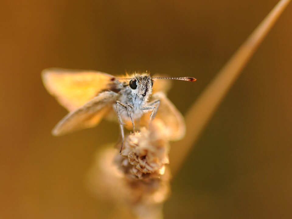 Butterfly insect macro