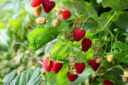 Berry delicious sweet