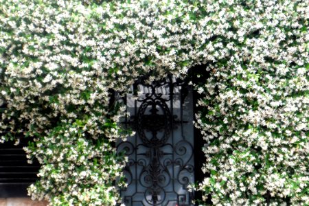 Frontdoor in Paddington Sydney