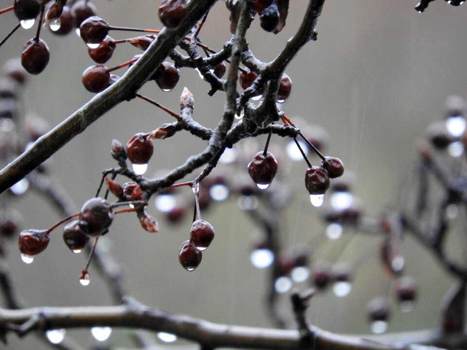 Rain cherry gray rain