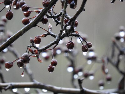 Rain cherry gray rain