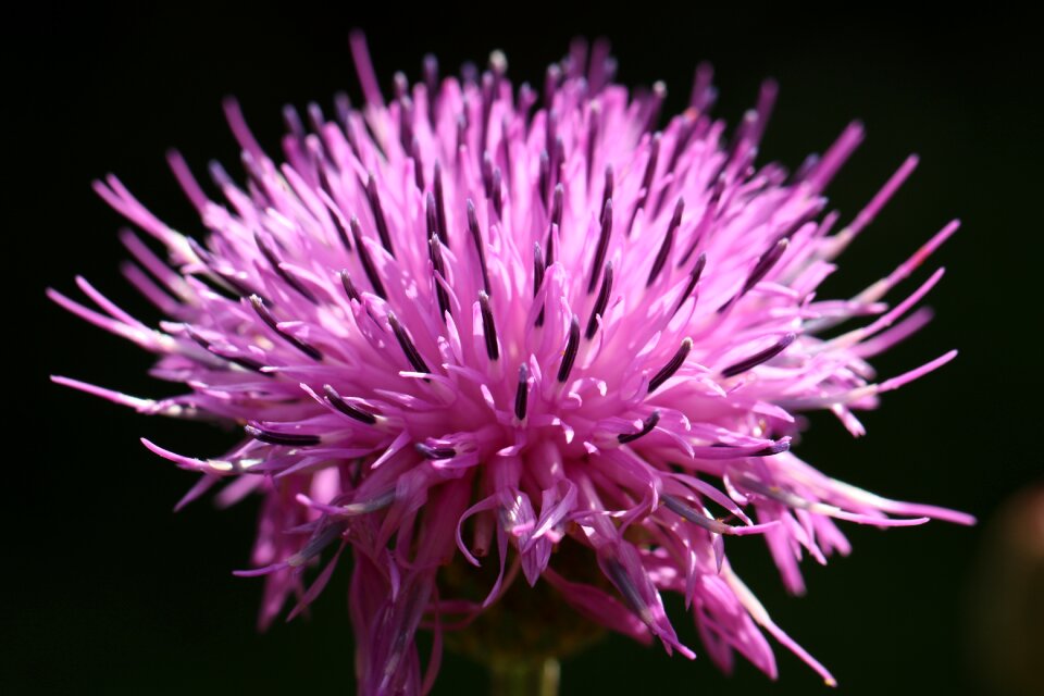 Flowers nature autumn