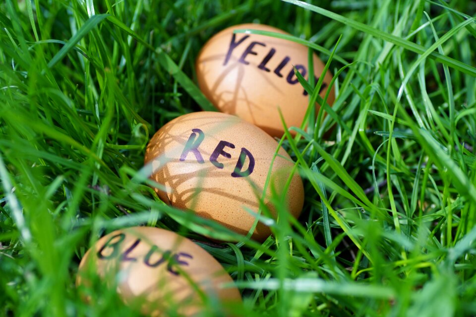 Joke color eggs easter time