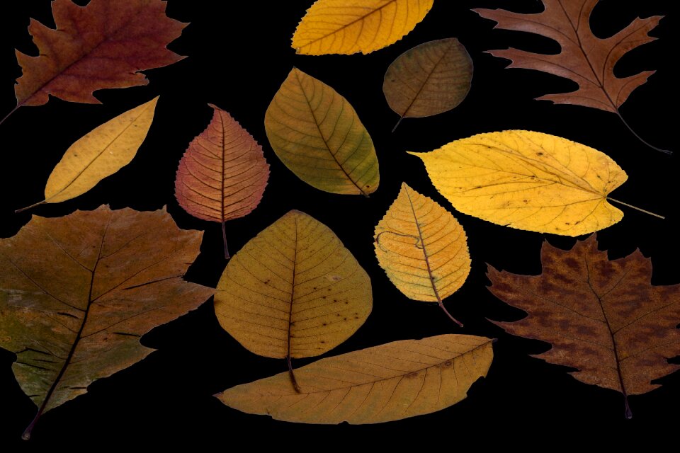 Dry composition tree leaves