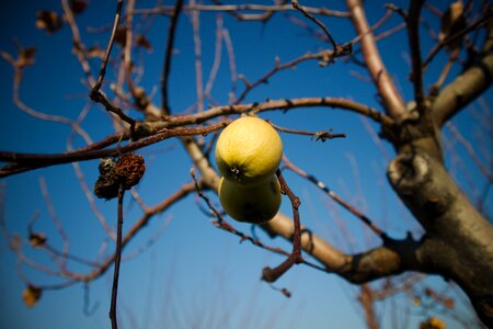 Food nature fruits