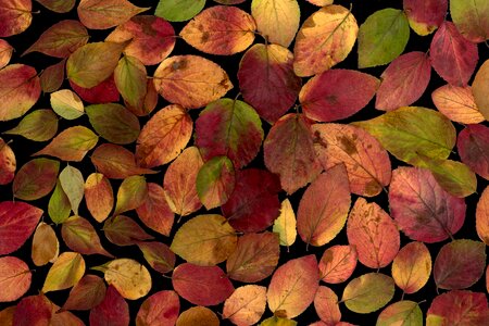Dry composition tree leaves