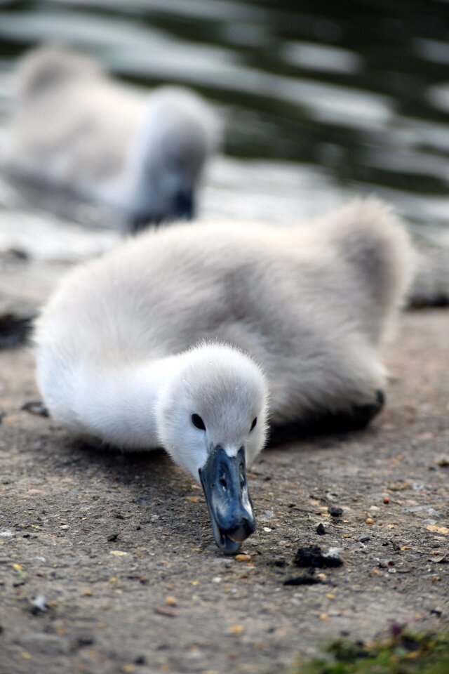 Signet eating gray eating