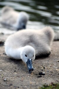 Signet eating gray eating