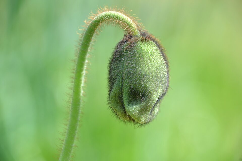 Plant poppy bud close up