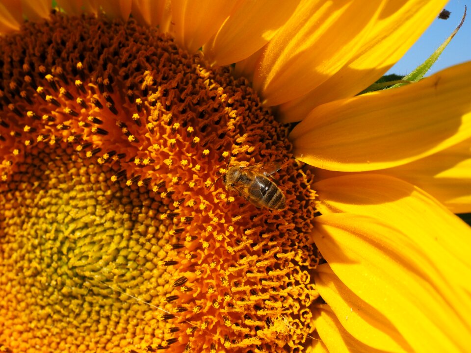 Sunflower blossom bloom