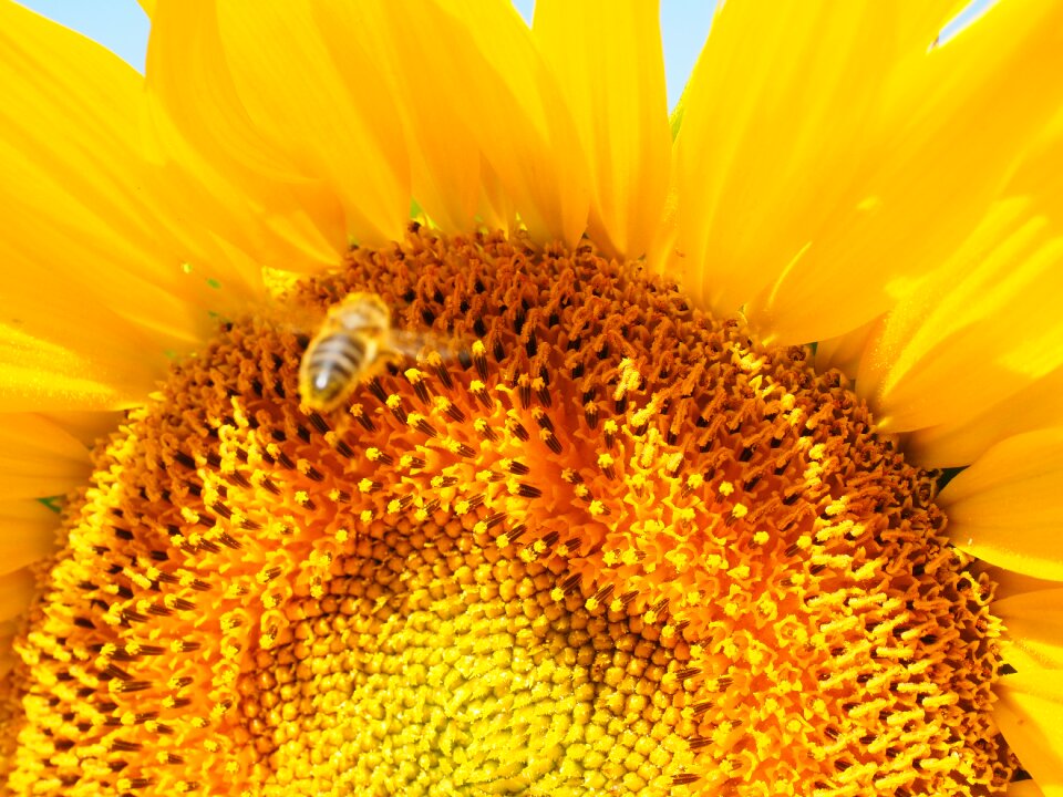 Landing approach sunflower blossom