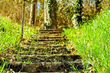 Rise forest stair step