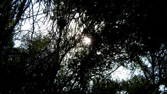 Garden Way - Wall - trees - streamlet - 17 Shahrivar st - Nishapur 11
