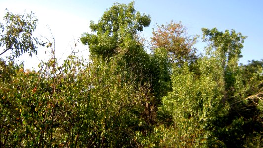 Garden Way - Wall - trees - streamlet - 17 Shahrivar st - Nishapur 24