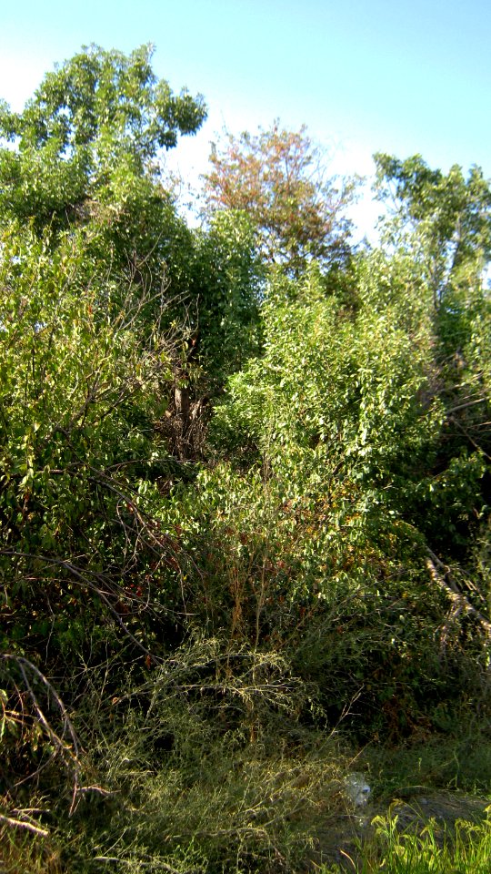 Garden Way - Wall - trees - streamlet - 17 Shahrivar st - Nishapur 23