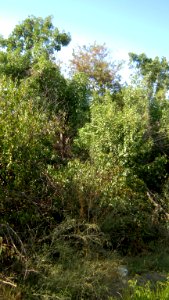 Garden Way - Wall - trees - streamlet - 17 Shahrivar st - Nishapur 23