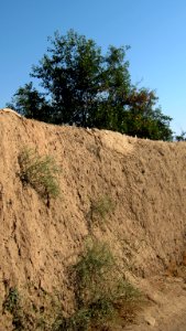 Garden Way - Wall - trees - streamlet - 17 Shahrivar st - Nishapur 20