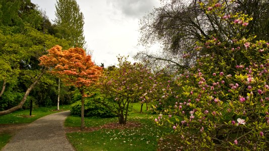 Gardens at Farmleigh, May 2015