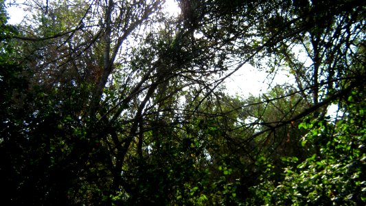 Garden Way - Wall - trees - streamlet - 17 Shahrivar st - Nishapur 10