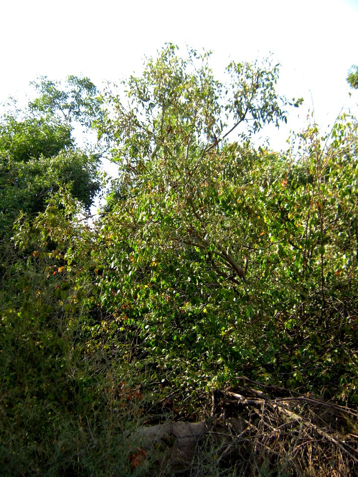 Garden Way - Wall - trees - streamlet - 17 Shahrivar st - Nishapur 27
