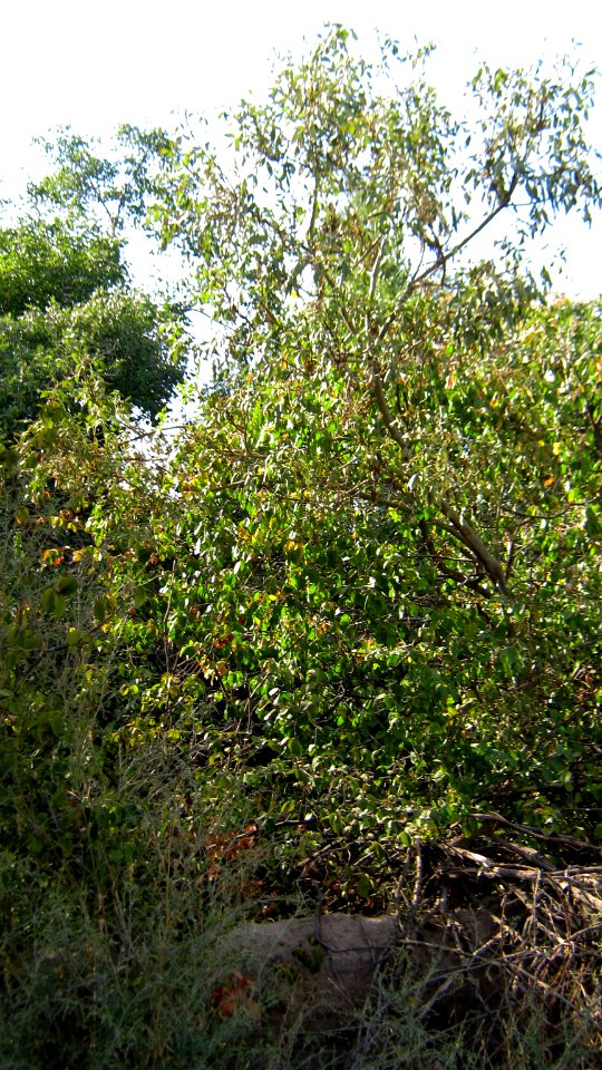 Garden Way - Wall - trees - streamlet - 17 Shahrivar st - Nishapur 22