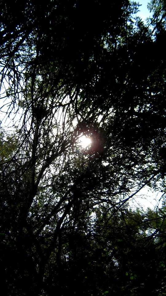 Garden Way - Wall - trees - streamlet - 17 Shahrivar st - Nishapur 12