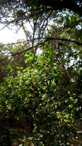 Garden Way - Wall - trees - streamlet - 17 Shahrivar st - Nishapur 15