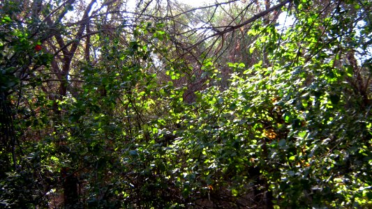 Garden Way - Wall - trees - streamlet - 17 Shahrivar st - Nishapur 09