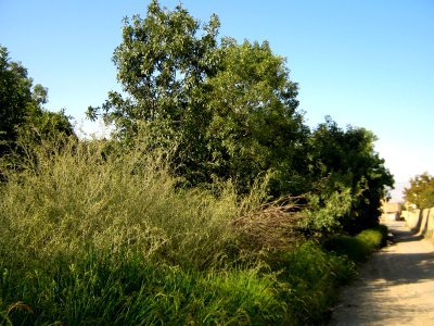 Garden Way - Wall - trees - streamlet - 17 Shahrivar st - Nishapur 33