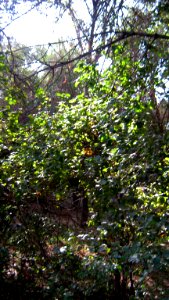 Garden Way - Wall - trees - streamlet - 17 Shahrivar st - Nishapur 13
