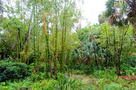 Garden view - McKee Botanical Garden - Vero Beach, Florida - DSC03187